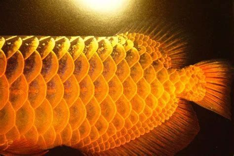 龍魚炸鱗后多久可以恢復正常喂食？，“龍魚炸鱗后多久可以恢復正常喂食”的詳盡解析 龍魚炸鱗后多久可以恢復正常喂食？，“龍魚炸鱗后多久可以恢復正常喂食”的詳盡解析 龍魚百科