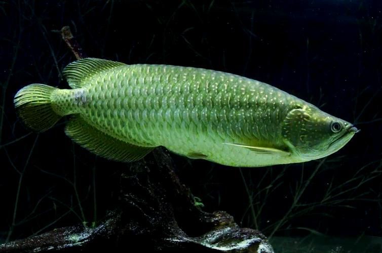 給我一些化州龍魚的圖片，化州龍魚品種對(duì)照表,化州龍魚的價(jià)格是多少