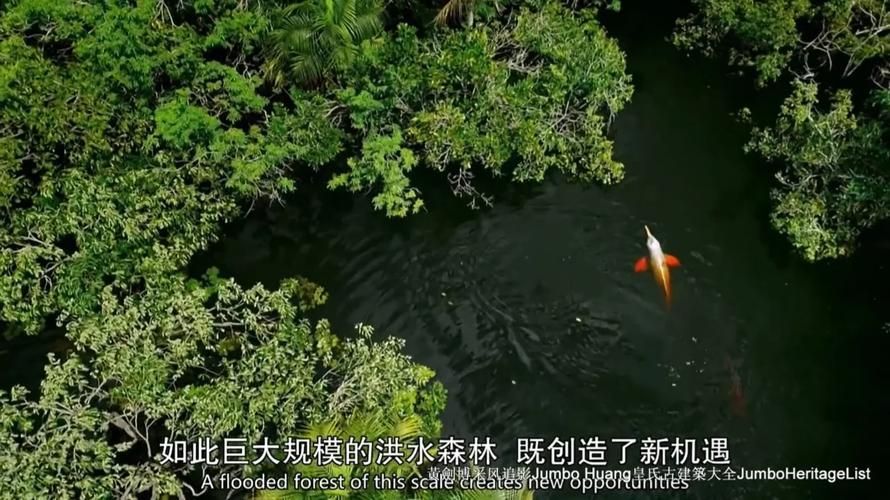<strong><mark>安塞</mark></strong>龍魚的產地在哪里？，<strong><mark>安塞</mark></strong>龍魚（arapaimagigas魯、哥倫比亞、哥倫比亞那、哥倫比亞）