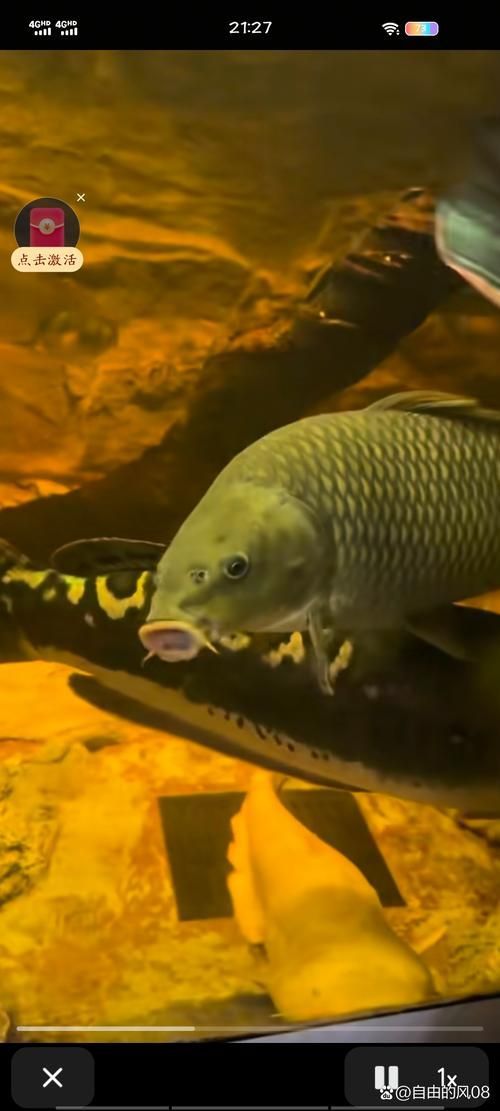 安塞龍魚的產地在哪里？，安塞龍魚（arapaimagigas魯、哥倫比亞、哥倫比亞那、哥倫比亞）