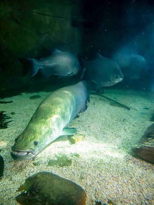 安塞龍魚的產地在哪里？，安塞龍魚（arapaimagigas魯、哥倫比亞、哥倫比亞那、哥倫比亞）