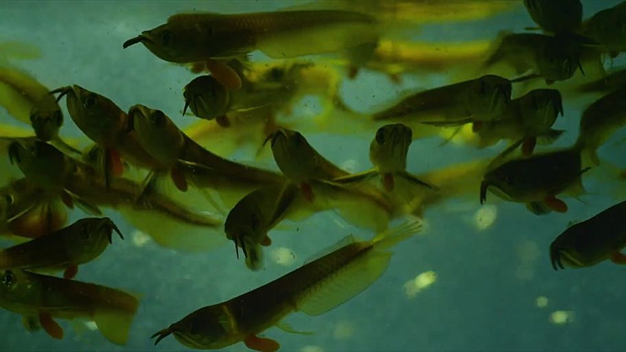 安塞龍魚的產地在哪里？，安塞龍魚（arapaimagigas魯、哥倫比亞、哥倫比亞那、哥倫比亞）