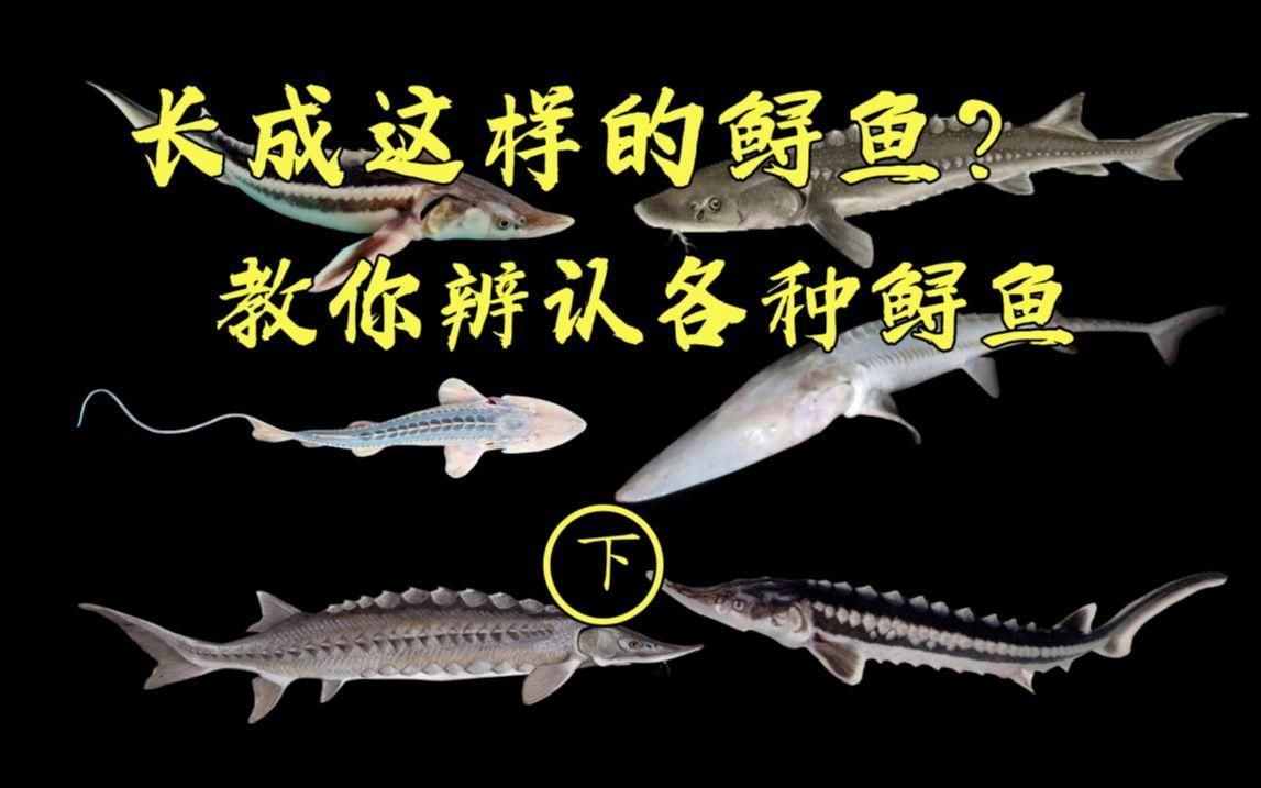 云龍魚和鱘龍魚有什么區(qū)別，云紋石斑魚和鱘龍魚有什么區(qū)別？