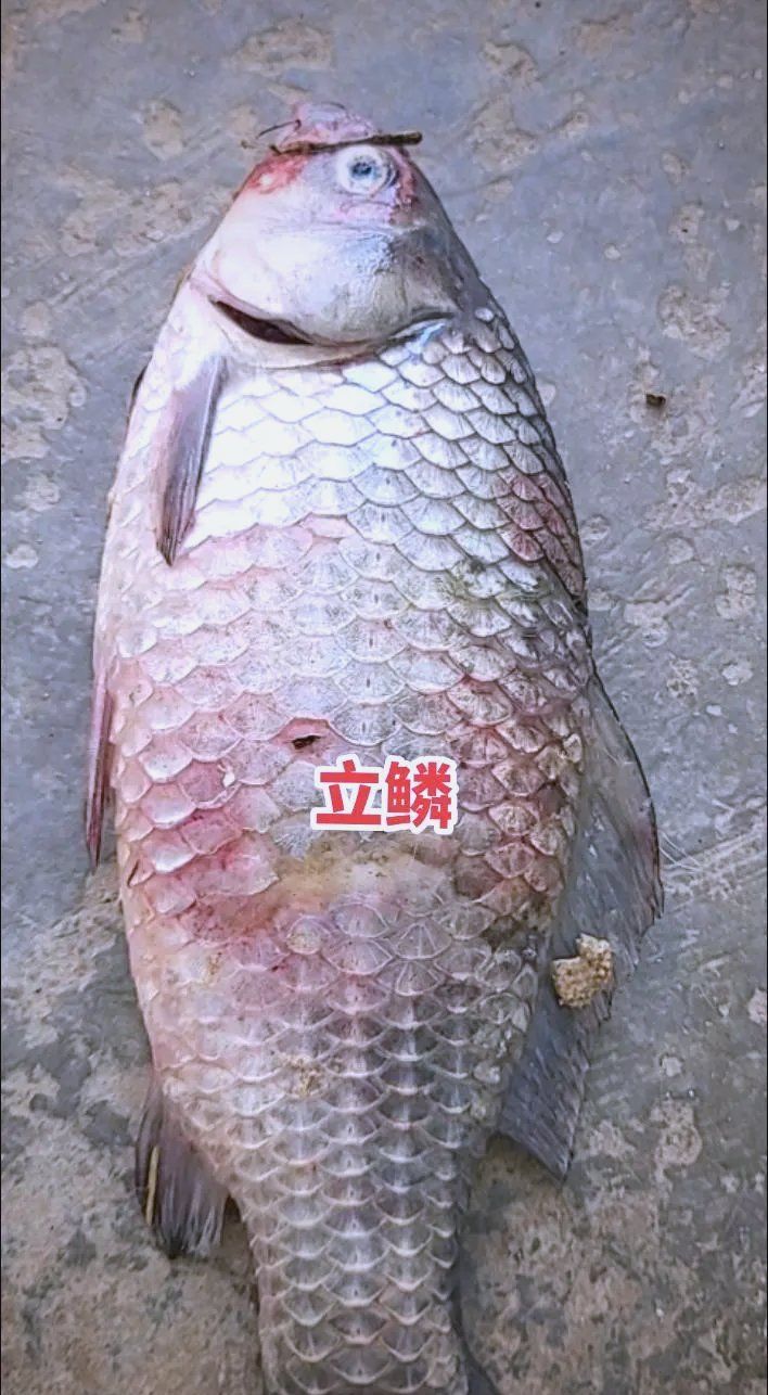 如何判斷魚是否感染立鱗病，如何判斷魚是否感染了立鱗病