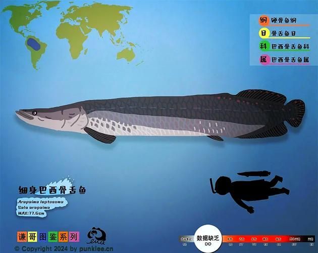 金龍魚和巨骨舌魚哪個更耐低氧，巨骨舌魚（scleropagesformosus）與巨骨舌魚耐低氧能力對比