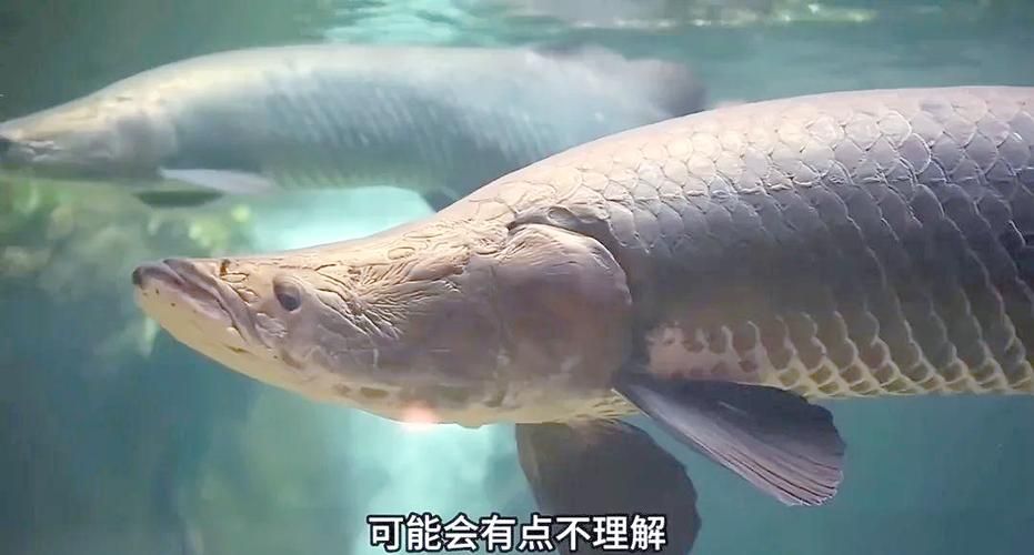 金龍魚和巨骨舌魚哪個更耐低氧，巨骨舌魚（scleropagesformosus）與巨骨舌魚耐低氧能力對比