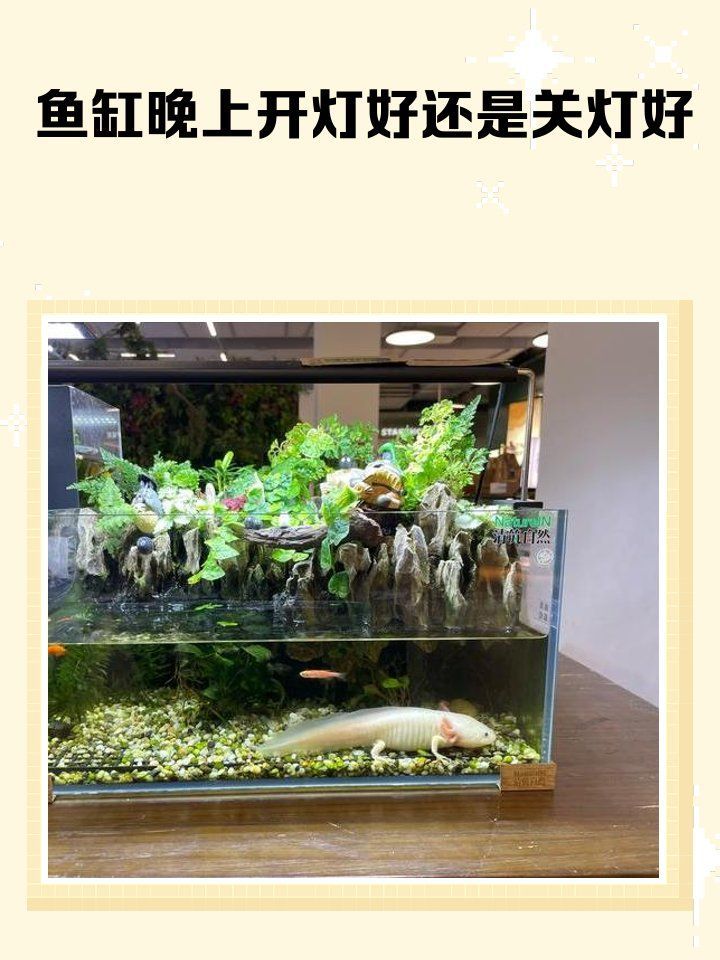夜燈對龍魚有哪些具體影響，夜燈對龍魚的影響
