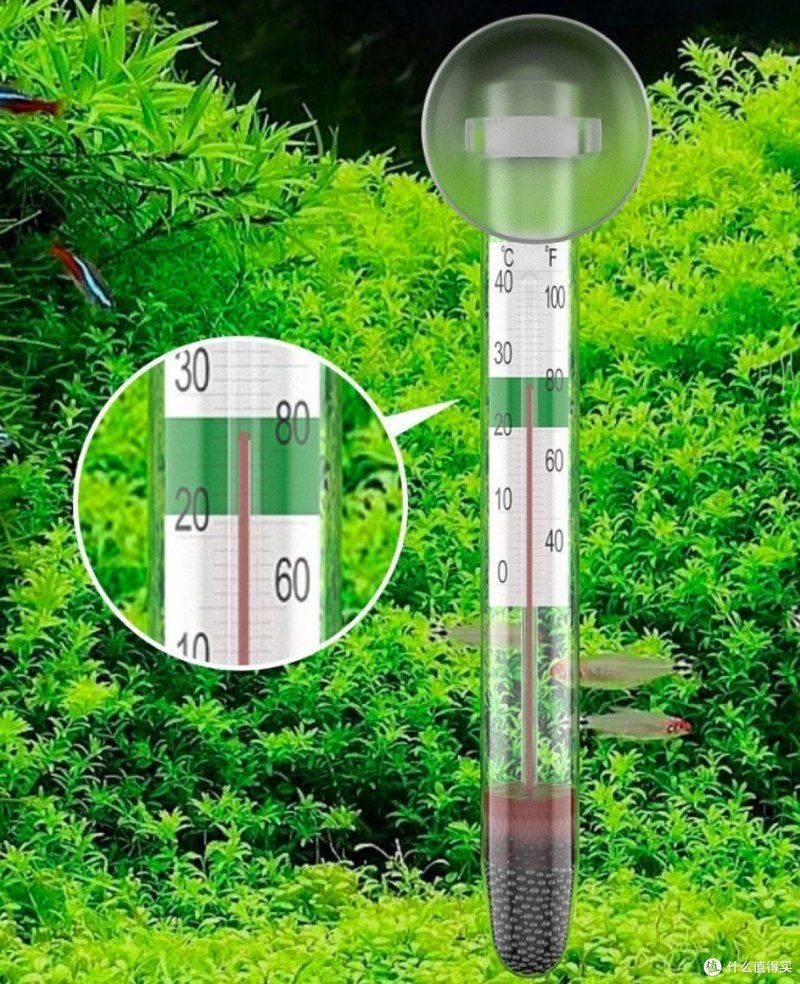 如何判斷魚缸水溫過高，魚缸水溫過高會威脅魚類健康，嚴重時可導致缺氧、代謝紊亂甚至批量死亡 如何判斷魚缸水溫過高，魚缸水溫過高會威脅魚類健康，嚴重時可導致缺氧、代謝紊亂甚至批量死亡 龍魚百科 第1張