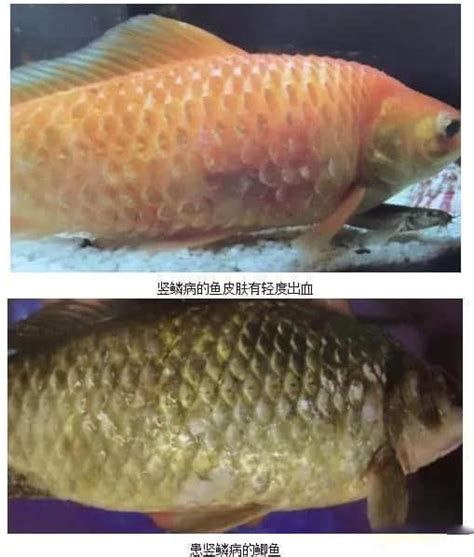 魚炸鱗自己會恢復嗎，魚炸鱗可以自行恢復嗎？