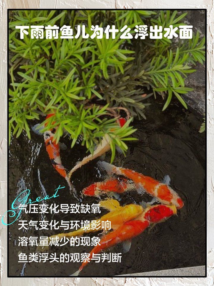 連續下雨魚浮頭如何緩解，下雨前魚兒為什么浮出水面寵物喂養秘籍魚浮頭急救術