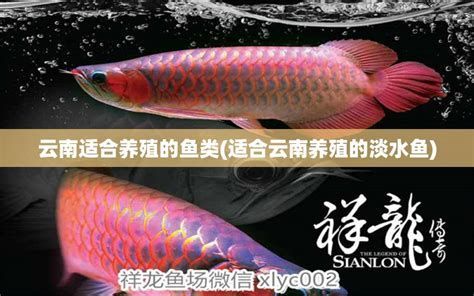 黑影道人魚，黑影道人魚是一種中型觀賞魚市場中極具潛力的投資品種