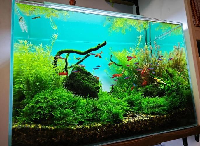 給我一些越南龍魚的養殖技巧，越南龍魚養殖（server_id=2）（server_id=2）
