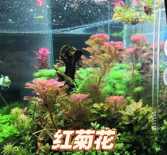 給我一些越南龍魚的養殖技巧，越南龍魚養殖（server_id=2）（server_id=2）