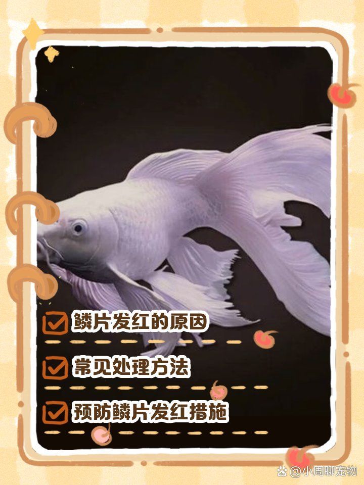 蝴蝶鯉魚鱗充血怎么辦