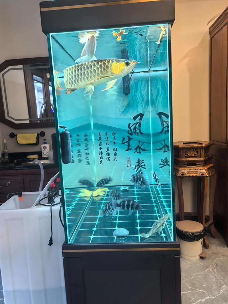 能否提供望都龍魚養(yǎng)殖的詳細步驟，望都龍魚養(yǎng)殖技術(shù)