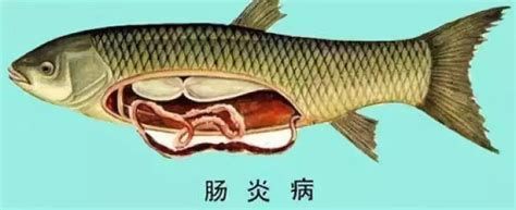 大白片治療龍魚腸炎需要使用多久？，關于大白片治療龍魚腸炎的詳細解析與使用建議 大白片治療龍魚腸炎需要使用多久？，關于大白片治療龍魚腸炎的詳細解析與使用建議 龍魚百科 第2張