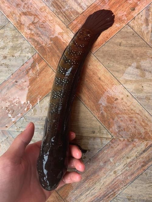 給我一些惠州龍魚的圖片，惠州常見龍魚品種的選購與養護指南 給我一些惠州龍魚的圖片，惠州常見龍魚品種的選購與養護指南 龍魚百科 第3張