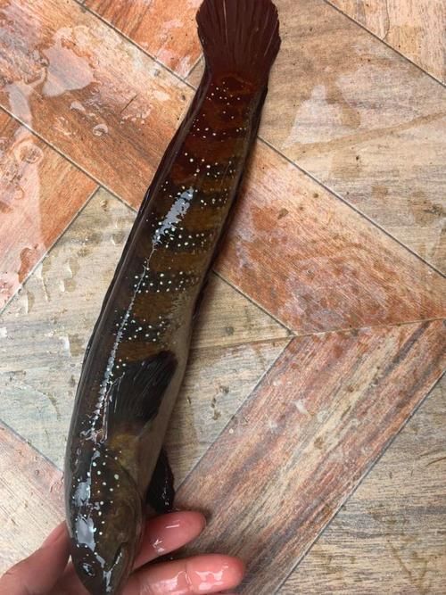 給我一些惠州龍魚的圖片，惠州常見龍魚品種的選購與養護指南 給我一些惠州龍魚的圖片，惠州常見龍魚品種的選購與養護指南 龍魚百科 第2張