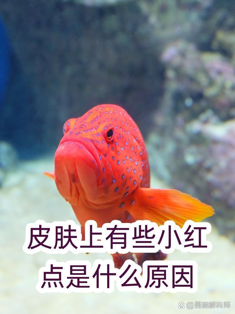 生理性紅點(diǎn)會(huì)自行消失嗎，性紅點(diǎn)會(huì)自行消失嗎？ 生理性紅點(diǎn)會(huì)自行消失嗎，性紅點(diǎn)會(huì)自行消失嗎？ 龍魚(yú)百科 第2張
