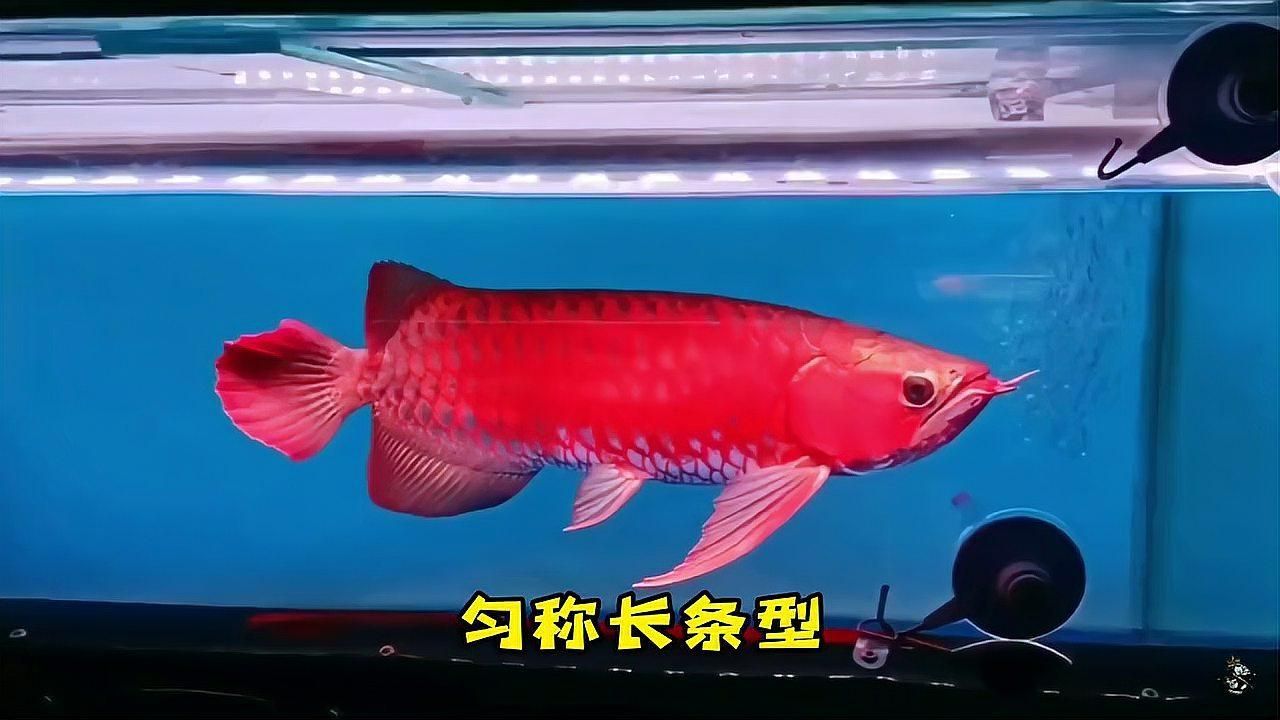 如何判斷龍魚是否處于最佳生長狀態？，判斷龍魚是否處于最佳生長狀態的六大維度綜合評估標準