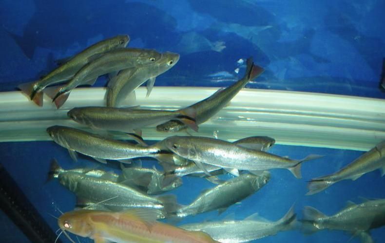 黃金河虎魚苗的價格是多少,黃金河虎魚苗價格是多少 龍魚百科 第3張 黃金河虎魚苗的價格是多少,黃金河虎魚苗價格是多少 黃金河虎魚苗的價格是多少,黃金河虎魚苗價格是多少 龍魚百科 第3張