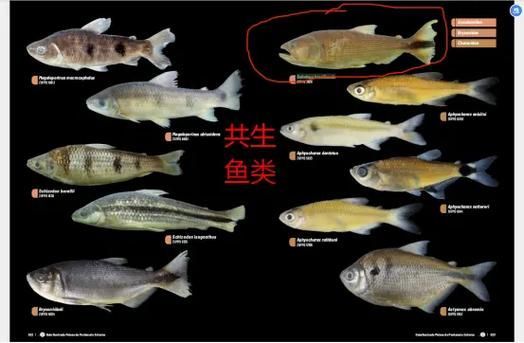 黃金河虎魚苗的價格是多少,黃金河虎魚苗價格是多少 龍魚百科 第4張 黃金河虎魚苗的價格是多少,黃金河虎魚苗價格是多少 黃金河虎魚苗的價格是多少,黃金河虎魚苗價格是多少 龍魚百科 第4張