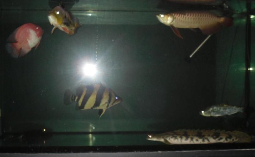 黃金河虎魚苗的價格是多少,黃金河虎魚苗價格是多少 龍魚百科 第2張 黃金河虎魚苗的價格是多少,黃金河虎魚苗價格是多少 黃金河虎魚苗的價格是多少,黃金河虎魚苗價格是多少 龍魚百科 第2張