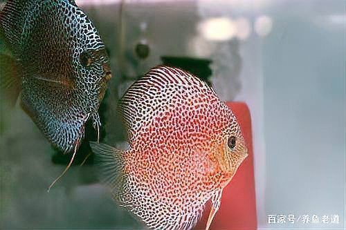 神仙魚上浮水面頭朝上，關于神仙魚上浮水面頭朝上、頭朝上、頭朝上的問題