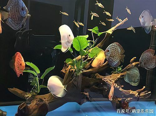 神仙魚上浮水面頭朝上，關于神仙魚上浮水面頭朝上、頭朝上、頭朝上的問題