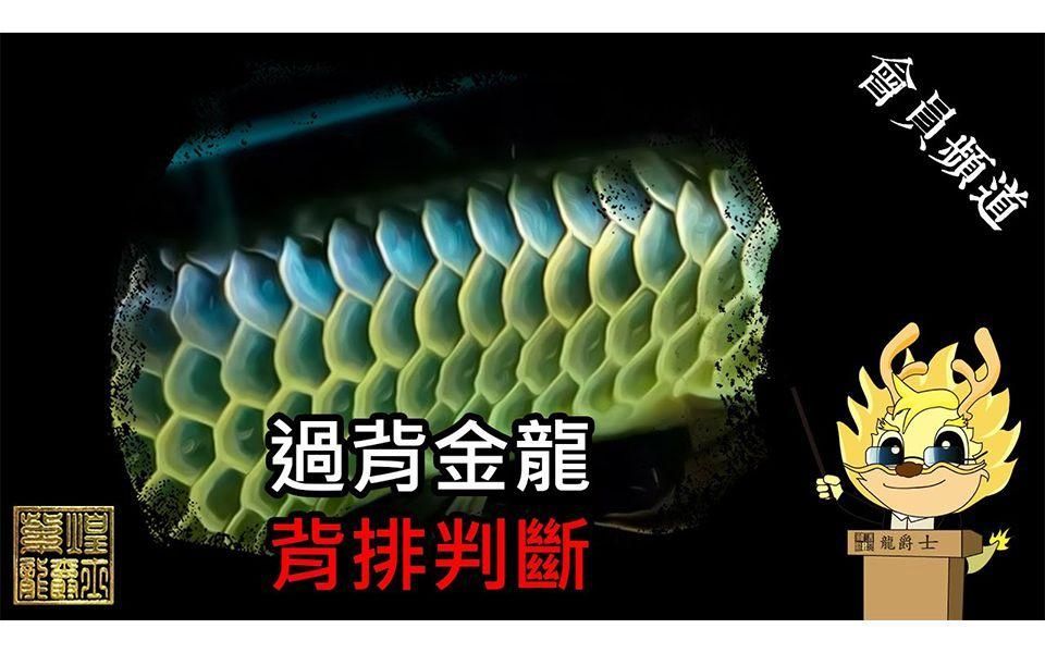 金龍魚有哪些常見品種，如何區(qū)分金龍魚的品種？