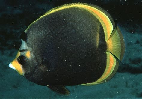黃寬帶蝴蝶魚，黃寬帶蝴蝶魚是一種熱帶魚類，以其鮮艷的黃色條紋而聞名