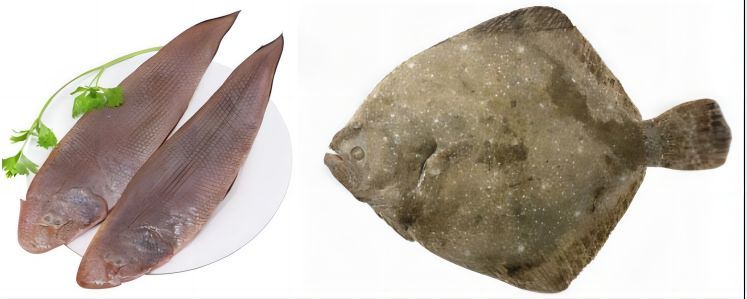 如何辨別真假龍利魚，如何辨別龍利魚