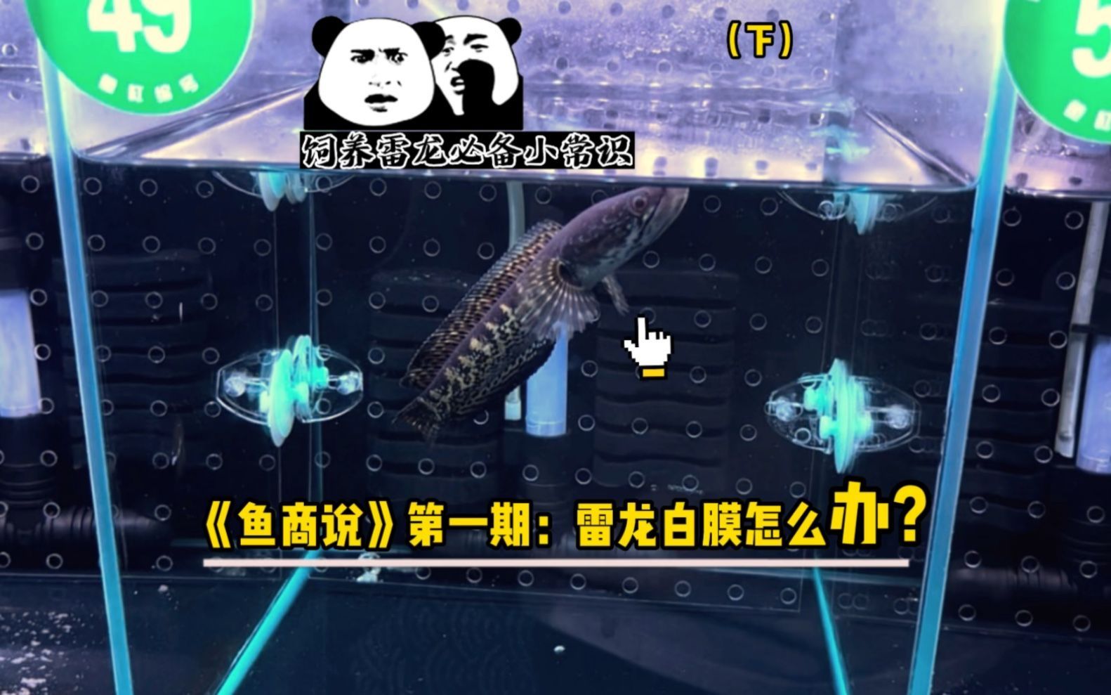 龍魚眼睛有白膜需要多久恢復？，龍魚眼睛出現白膜怎么辦