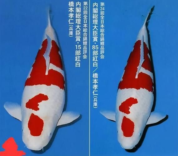 錦鯉和龍魚哪個更有價值？，錦鯉與龍魚哪個更有收藏價值？