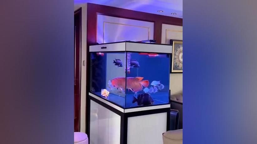 博特水族龍魚缸的價格范圍是多少，博特水族龍魚缸價格對比表，博特水族龍魚缸價格對比