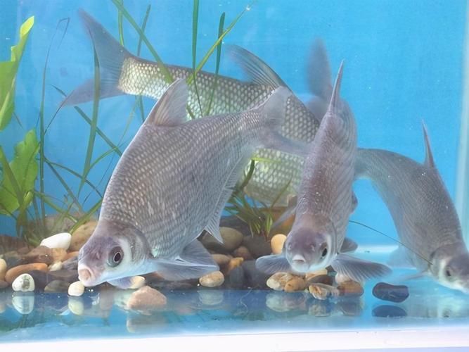 祥龍魚場還有哪些其他觀賞魚,祥龍魚場是一個怎樣的存在? 龍魚百科 第4張 祥龍魚場還有哪些其他觀賞魚,祥龍魚場是一個怎樣的存在? 祥龍魚場還有哪些其他觀賞魚,祥龍魚場是一個怎樣的存在? 龍魚百科 第4張
