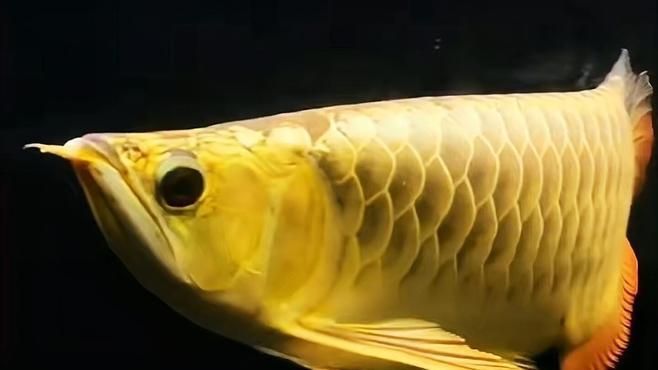 如何判斷龍魚掉鱗是否感染，如何判斷龍魚掉鱗是否感染了寄生蟲