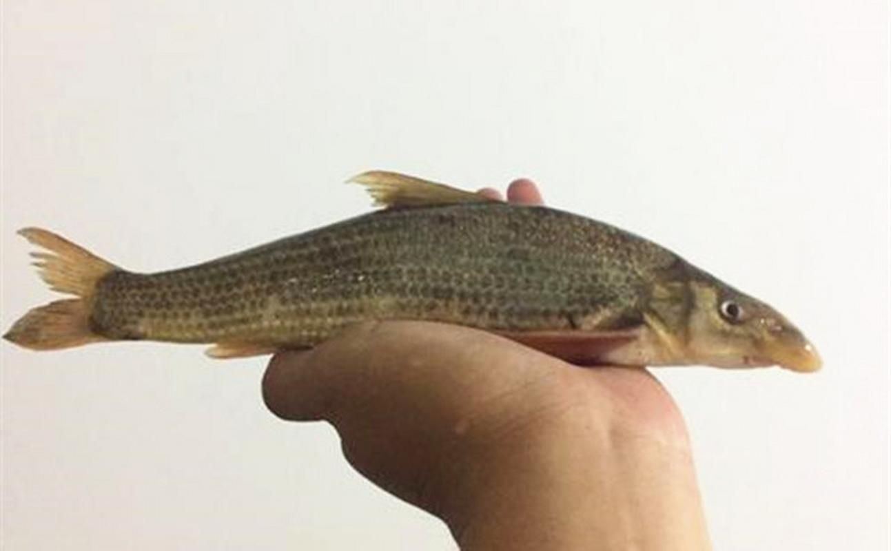 如何保護黃河鱈龍魚的棲息地，思考完成,用戶要求詳解如何保護黃河鱈龍魚的棲息地