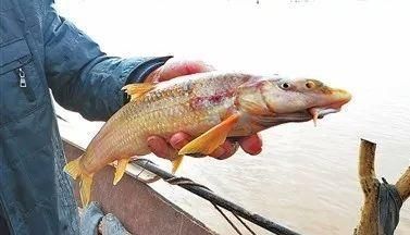 如何保護黃河鱈龍魚的棲息地，思考完成,用戶要求詳解如何保護黃河鱈龍魚的棲息地