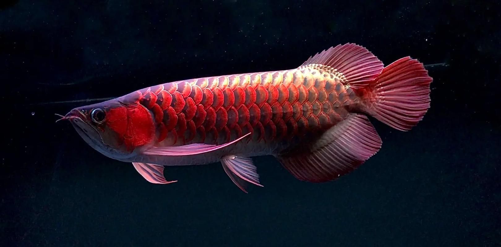 請?zhí)峁讖垖挸菨M族龍魚的圖片，寬城滿族龍魚圖片欣賞