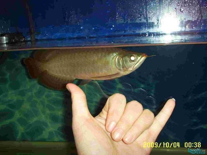 給我一份龍魚之巔論壇的板塊結構圖，魚之巔論壇的板塊結構圖可能包括以下幾個主要部分