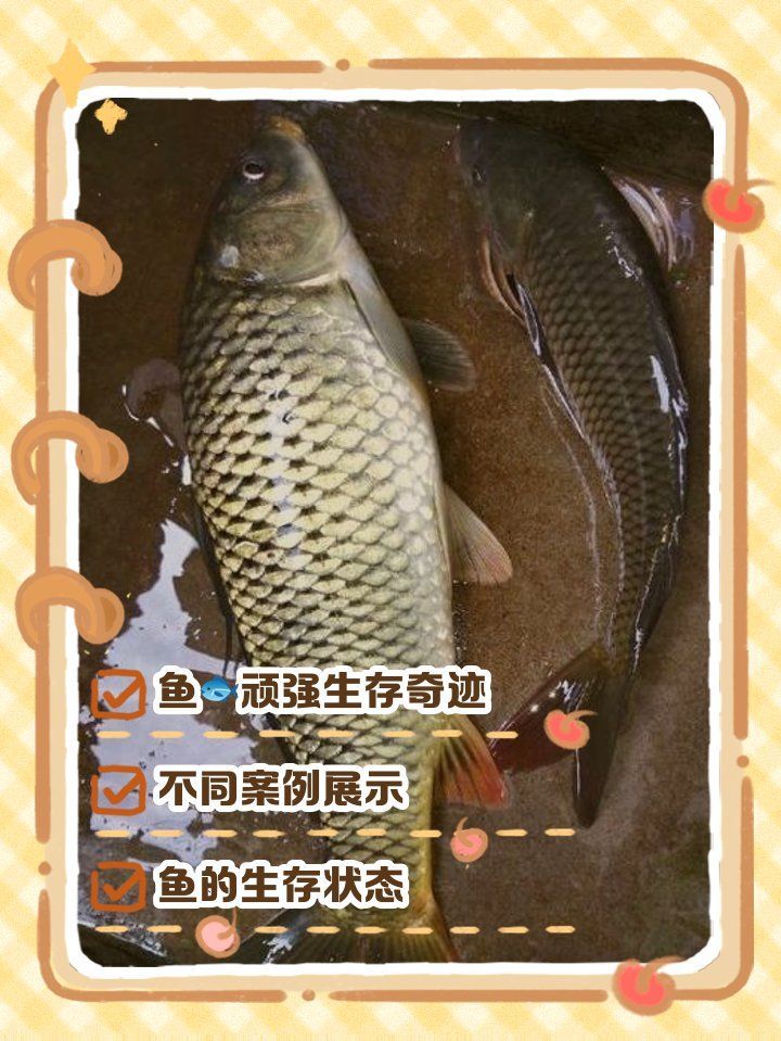 哪些魚可以幾天不喂，魚缸中常見觀賞魚的耐餓能力詳解：金魚耐餓能力詳解