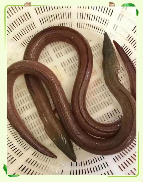 給我一些土龍魚的圖片，土龍魚的藥用價值 給我一些土龍魚的圖片，土龍魚的藥用價值 龍魚百科 第3張