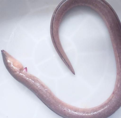 給我一些土龍魚的圖片，土龍魚的藥用價值 給我一些土龍魚的圖片，土龍魚的藥用價值 龍魚百科 第8張