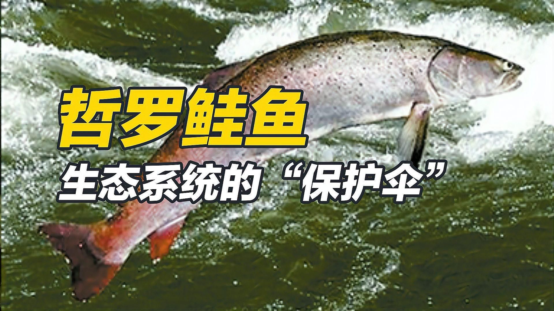 哲羅鮭和亞洲龍魚有何區別，哲羅鮭與亞洲龍魚有何區別？