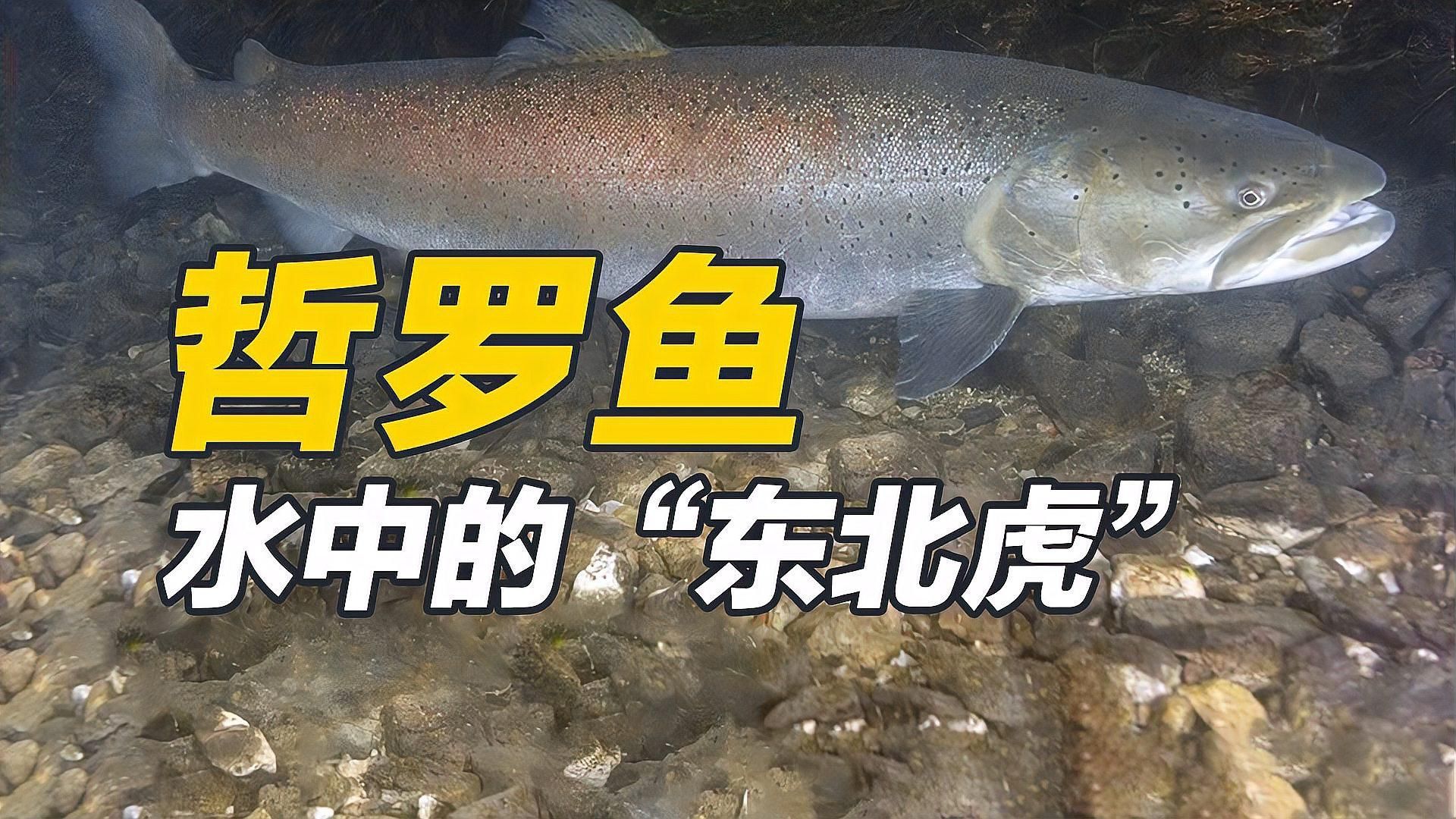 哲羅鮭和亞洲龍魚有何區別，哲羅鮭與亞洲龍魚有何區別？