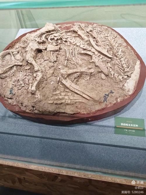 能否提供中華龍鳥化石的高清圖片，中華龍鳥化石