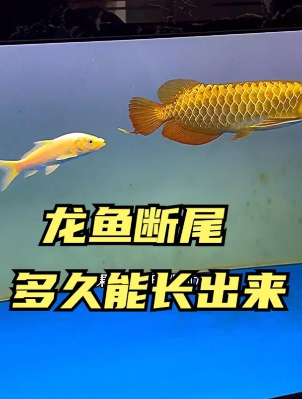 龍魚掉尾后多久開始喂食，龍魚掉尾后多久開始喂食龍魚掉尾后多久開始喂食 龍魚掉尾后多久開始喂食，龍魚掉尾后多久開始喂食龍魚掉尾后多久開始喂食 龍魚百科 第1張