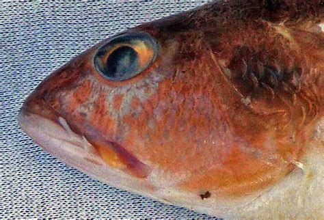 正常龍魚眼睛應(yīng)該是什么顏色？，正常龍魚眼睛的顏色