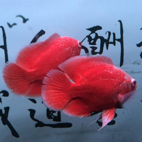 祥龍魚(yú)場(chǎng)有哪些熱銷(xiāo)品種？，祥龍魚(yú)場(chǎng)熱銷(xiāo)品種大全 祥龍魚(yú)場(chǎng)有哪些熱銷(xiāo)品種？，祥龍魚(yú)場(chǎng)熱銷(xiāo)品種大全 龍魚(yú)百科 第5張